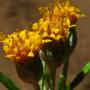 Western Golden rod (Euthamia occidentalis): This native Goldenrod grows in damp areas.